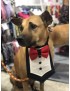 Dog Tux Bandana