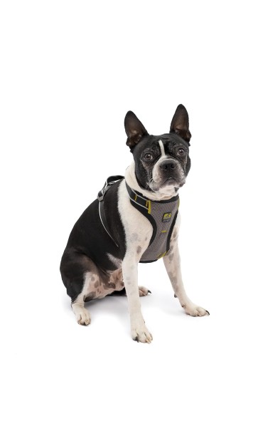 Impact Harness For Dog