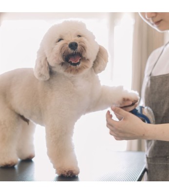How to Keep Your Pet's Coat Healthy and Shiny: Grooming Tips and Products